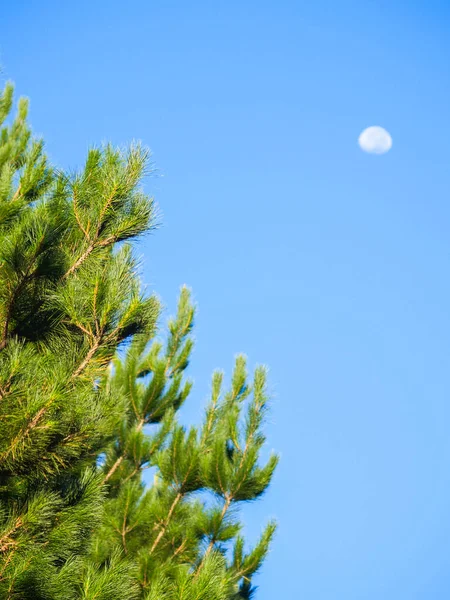 Pine trees growing against blue sky for timber industry and to sequester CO 2 environmentally.