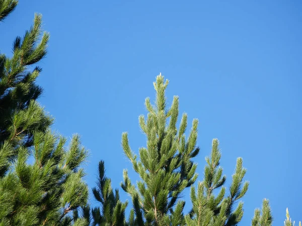 Pine trees growing against blue sky for timber industry and to sequester CO 2 environmentally.