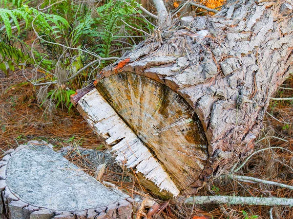 在新西兰的丛林中 倒下的松树 被锯齿状的断缘砍断了 — 图库照片