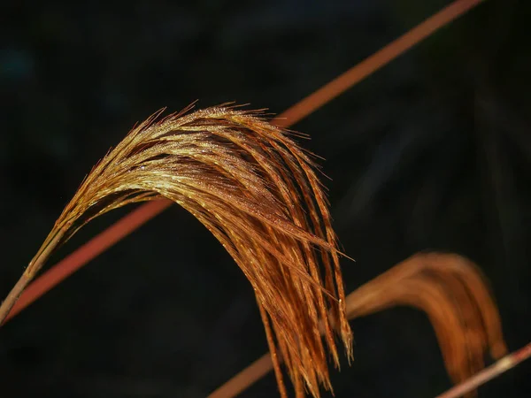 Golden Flower Head Drooping Catching Early Morning Sun Dark Background — Stock Photo, Image