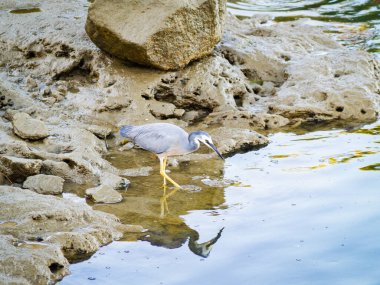 Beyaz yüzlü balıkçıl, akşam ışığında sığ sularda yiyecek ararken kıyıya yansıyor..
