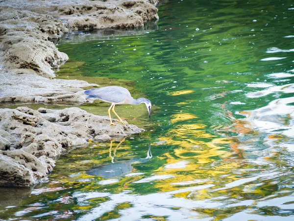 Painterly Effect White Faced Heron Waters Edge Evening Light Searching — Stock Photo, Image