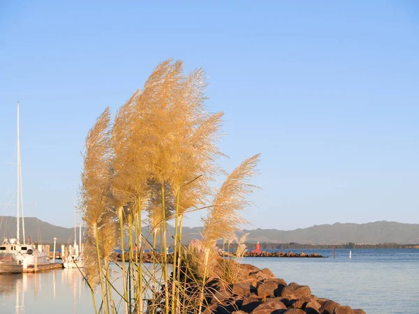 边海港景观上的潘帕斯种子头 陶兰加新热情 — 图库照片