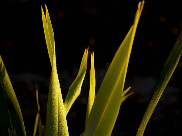 Flax Természet Formái Zöld Ellen Fekete Háttér — Stock Fotó