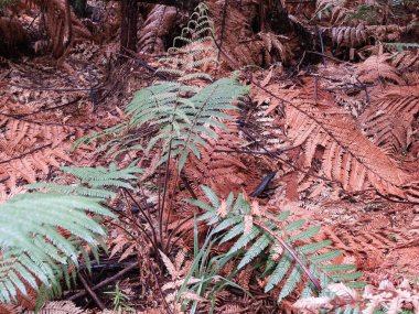 Yeşil eğreltiotu yaprakları Yeni Zelanda 'da orman zemininde kurumuş kahverengi yapraklarla çevrili..