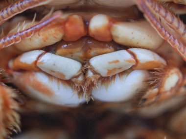 Dikenli kaya ıstakoz ağzı sert kabuğun altında diş gibi görünen bir şey ekiyor..