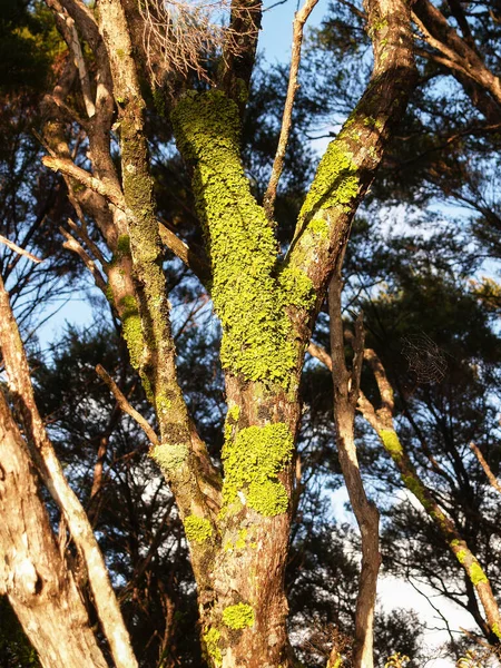 真中の樹幹に鮮やかな緑色の共生地衣類 — ストック写真