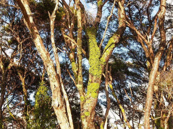 Líquen Simbiótico Verde Brilhante Tronco Árvore Manuka — Fotografia de Stock