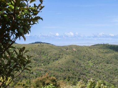 Yuvarlanan çalılar Yeni Zelanda 'nın Coromandel kıyısına kadar uzanır..