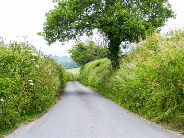 イギリスの田舎道に沿って最も狭い一般的に生い茂った端 — ストック写真