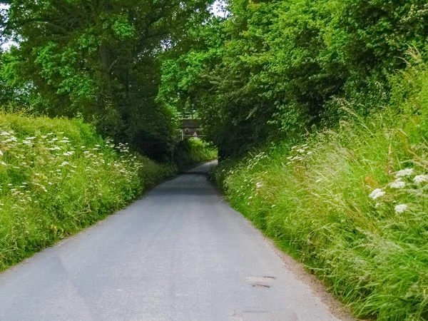 狭い一般的に生い茂った端と長い日陰の木のアーチ英国の田舎道 — ストック写真