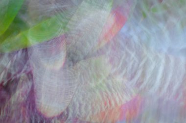 Doğa çiçekleri soyut renkli girdap efekti bitkiler hareket halinde ve makro.