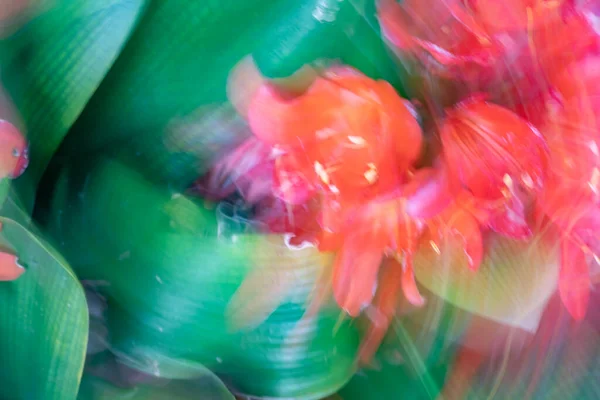 植物在运动和宏观上的自然花卉抽象色泽涡旋效应 — 图库照片