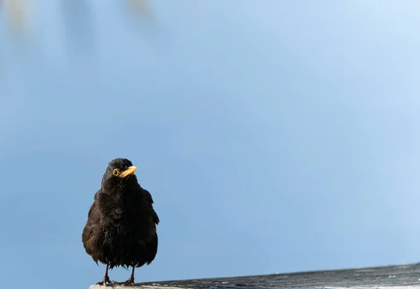 Blackbird Niebieskim Niebem Ujemne Miejsce Dolnej Części Ramki — Zdjęcie stockowe
