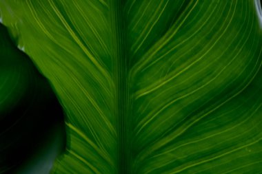 Soyut Calla zambak yaprağı empresyonizmi alttan desen gösteriyor.