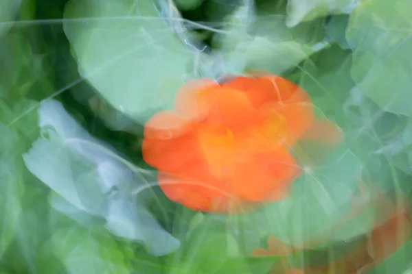 Colourful Flower Blurs Painterly Effect Nasturtium — Stock Photo, Image