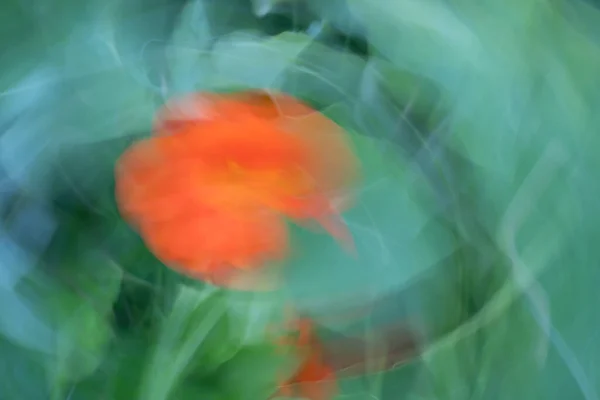 Les Fleurs Colorées Brouillent Effet Pictural Nasturtium — Photo