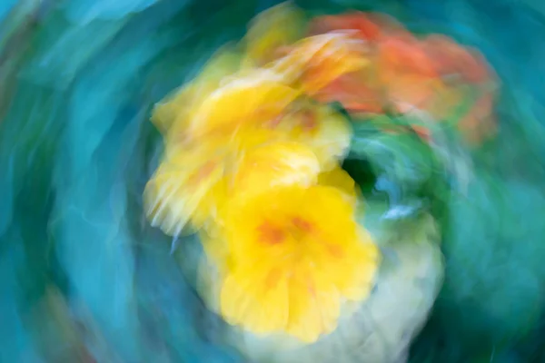 Colourful flower blurs painterly effect of nasturtium.