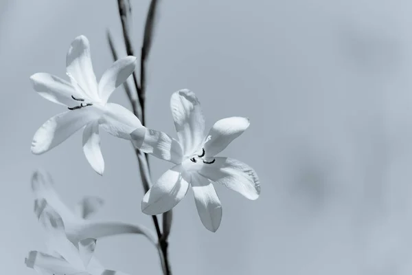 Longues Tiges Fleurs Délicates Attrapant Lumière Soleil — Photo