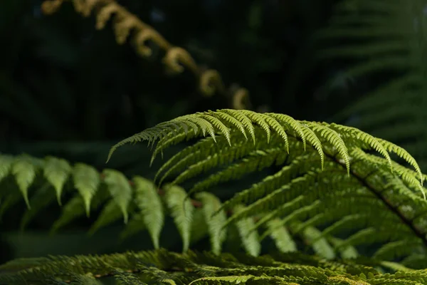 Fern Frond Verde Primer Plano Fondo Oscuro Del Bosque — Foto de Stock