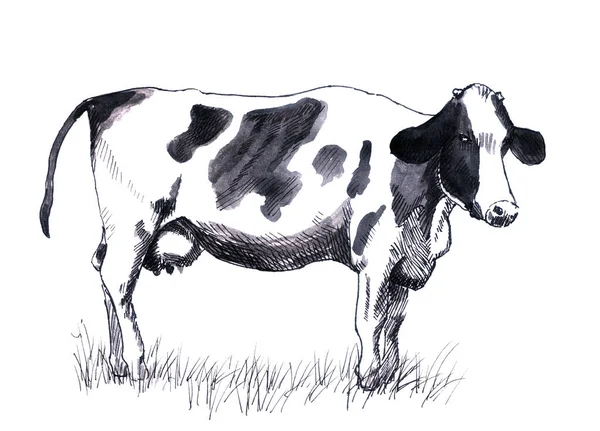 Illustration Vache Dessinée Main Illustration Encre Noire Blanche Vache Sur — Photo
