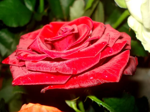 Foto Der Roten Rose Makrorote Rose — Stockfoto