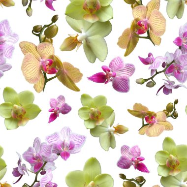 Beyaz arka planda sarı ve pürole orkidesi. İzole çiçekler. Kumaş, tekstil ve ambalaj kağıdı için kusursuz çiçek deseni. Tropik çiçekler.