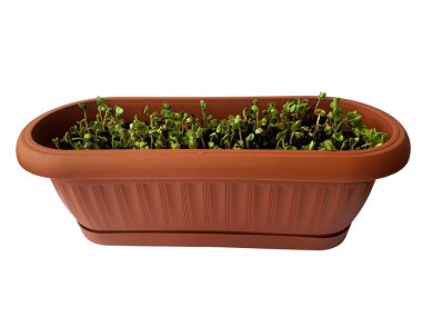 Mikroyeşil turp. Taze sağlıklı yiyecekler. Yiyecek yetiştiriyorum. Bahar sezonu. Sağlıklı yemek. İzole edilmiş mikro yeşillikler kutusu