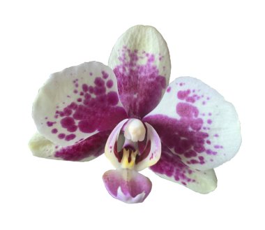 yellow orchid with burgundy spots. Beautiful tropical flower. Isolated flowers.
