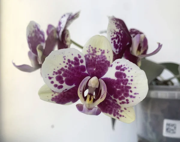 Yellow Orchid Burgundy Spots Beautiful Tropical Flower — Fotografia de Stock