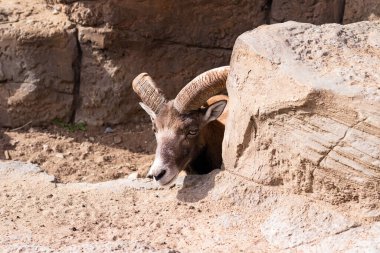 Büyük boynuzları olan dağ keçisi dağların arasında yatıyor.