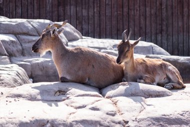 Dağ keçileri, anne ve çocuk güneşte kayalara oturur..