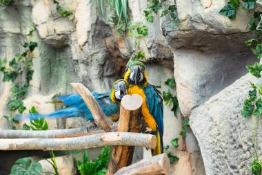 Mavi papağan bir dala oturmuş..