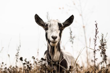 Bir keçi otlakta otlayan çok renkli yünle ot yer, tarım kavramı. Keçi sütü..