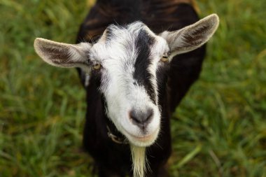 Şirin keçi çocuk beyaz izole.