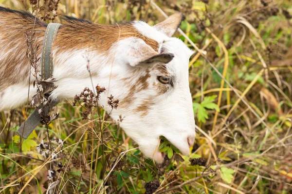 Una Cabra Come Hierba Con Lana Multicolor Pastando Pasto Concepto —  Fotos de Stock