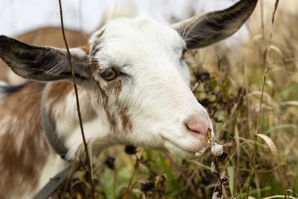 마리가 목초지에서 색깔의 먹는데 농업의 개념으로 염소의 젖이다 — 스톡 사진