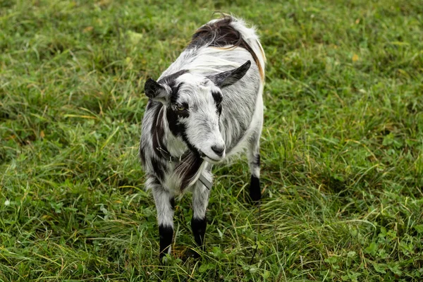 Una Cabra Lana Blanca Negra Roza Pasto Concepto Leche Cabra —  Fotos de Stock