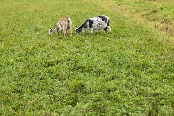 Černá Bílá Vlna Koza Pasoucí Pastvině Koncept Agriculture Goat Mléka — Stock fotografie