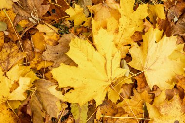 Sonbahar yaprakları sarı yaprakların arka planında