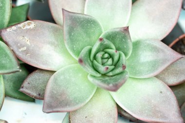 Doğal arka plan kaktüsü sulu bir bitkidir. Yakın plan. Crassulaceae ailesinin çiçek açan bitkileri..