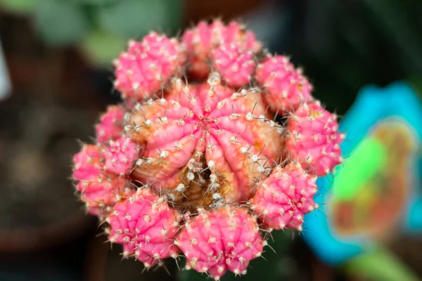 सुंदर फूल ग्रीन कैक्टस क्लोज-अप, मेक्सिको के पौधे — स्टॉक फ़ोटो, इमेज
