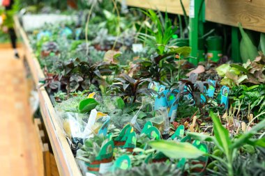 Markette çiçekli tezgah. Süpermarketteki raflarda farklı çiçekler..