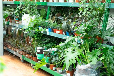 Markette çiçekli tezgah. Süpermarketteki raflarda farklı çiçekler..