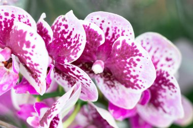 Phalaenopsis çiçeği, güzel renklerde, orkide. Çiçek arkaplan. Çok güzel.