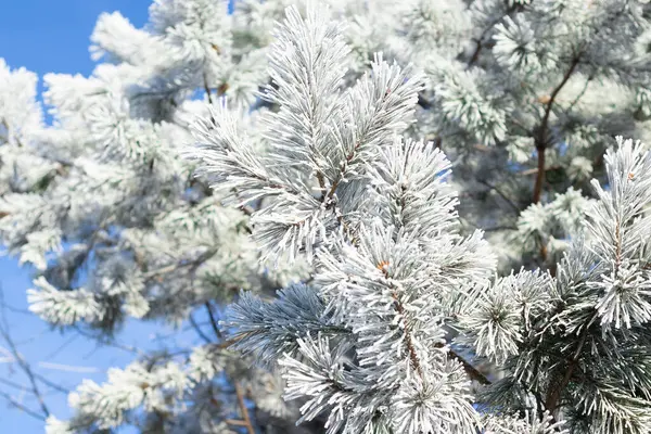 Vinter Vit Frost Bakgrund Växt Grenar Frost Copy Utrymme — Stockfoto