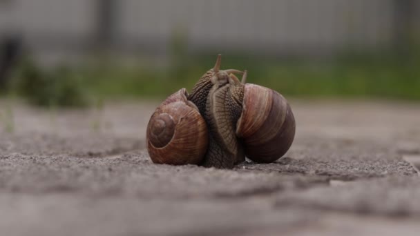 Snails having sex, two snails making love, snail copulation — Stock Video © poltorachienko@bk.ru #546149060