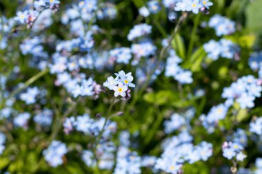 Güzel mavi unutma beni çiçekleri, çiçek tarlaları, yumuşak odak