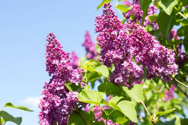 Mavi gökyüzünün arka planındaki leylak çalısı, çok peri rengi..
