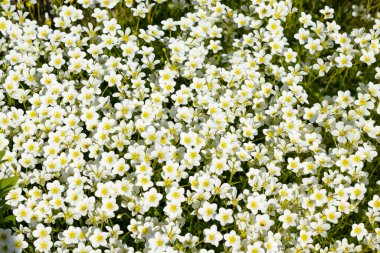 Saksafon hipnozu, bir sürü küçük beyaz çiçek..